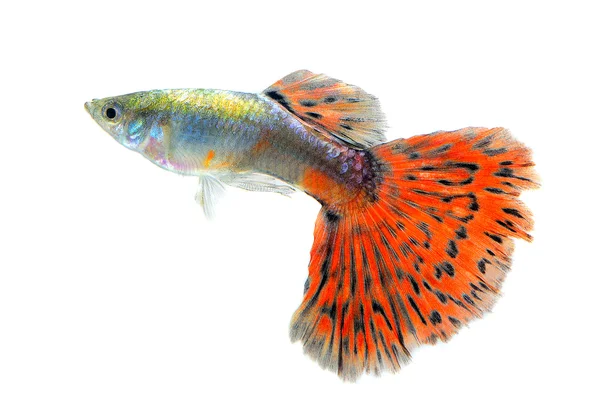 Peixe guppy isolado no fundo branco — Fotografia de Stock