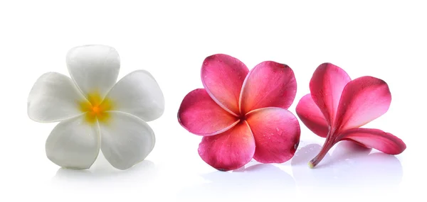 Flor de frangipani isolado fundo branco — Fotografia de Stock