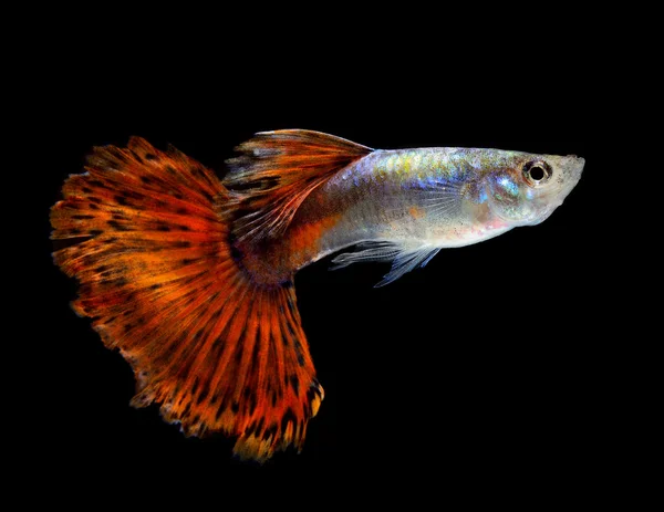 Krásné Guppy izolované na černém pozadí — Stock fotografie