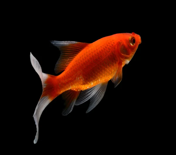 Gold fish isolated on black  background — Stock Photo, Image