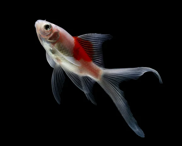 Gold fish isolated on black  background — Stock Photo, Image