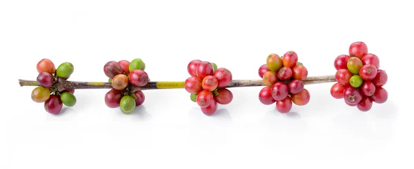 Ripe coffee beans on white background — Stock Photo, Image