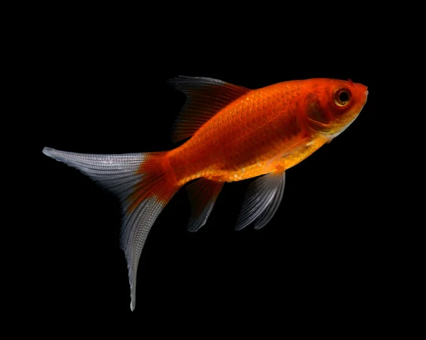 Золота риба ізольована на чорному фоні — стокове фото