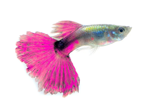 Krásné Guppy izolované na černém pozadí — Stock fotografie