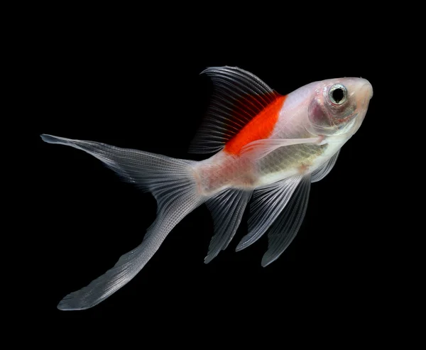 Gold fish isolated on black  background — Stock Photo, Image