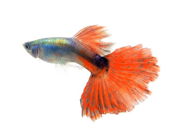 Hermoso Guppy aislado sobre fondo negro — Foto de Stock