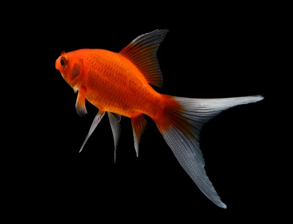 Gold fish isolated on black  background — Stock Photo, Image