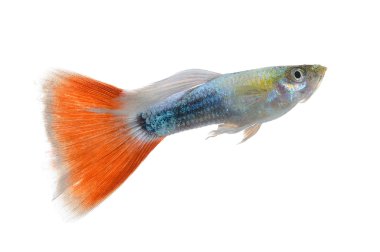 Güzel Guppy izole beyaz arka plan üzerinde