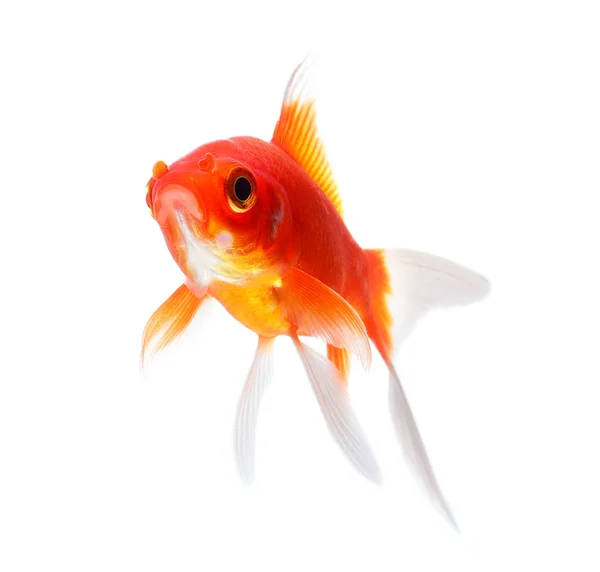 Gold fish Isolation on the white background — Stock Photo, Image