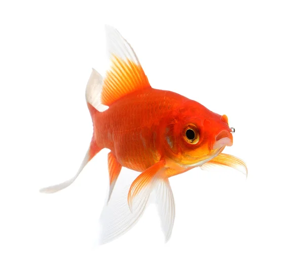 Gold fish Isolation on the white background — Stock Photo, Image