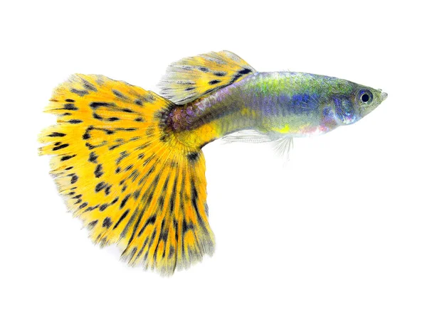 Peixe guppy isolado no fundo branco — Fotografia de Stock