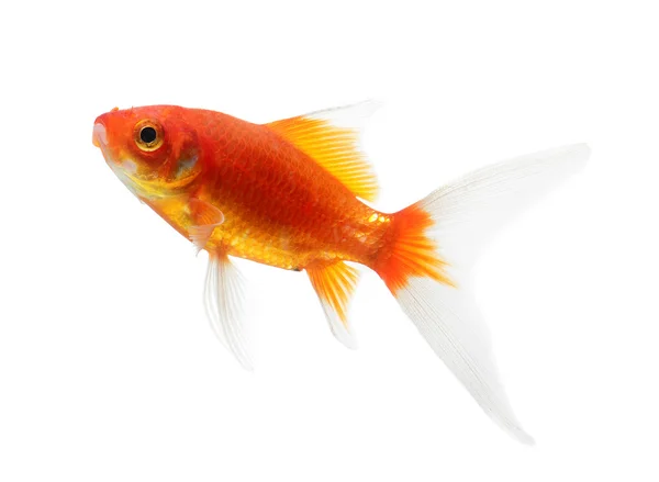 Peixe dourado Isolamento no fundo branco — Fotografia de Stock