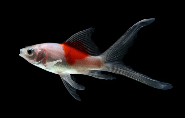 Peixe dourado isolado sobre fundo preto — Fotografia de Stock