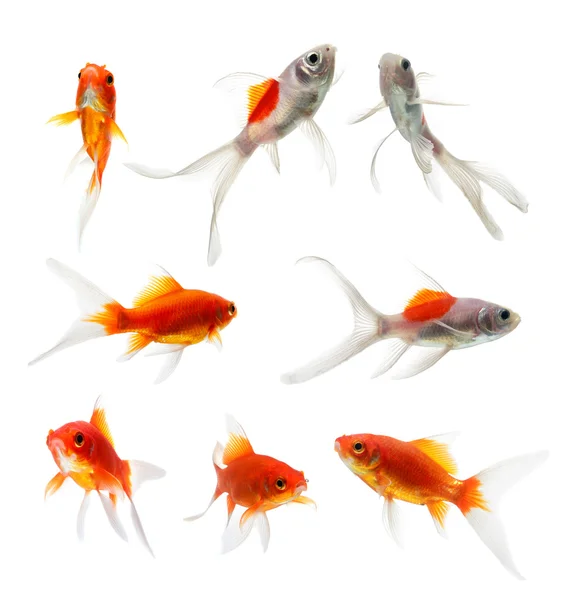 Conjunto de peixes dourados Isolamento no fundo branco — Fotografia de Stock