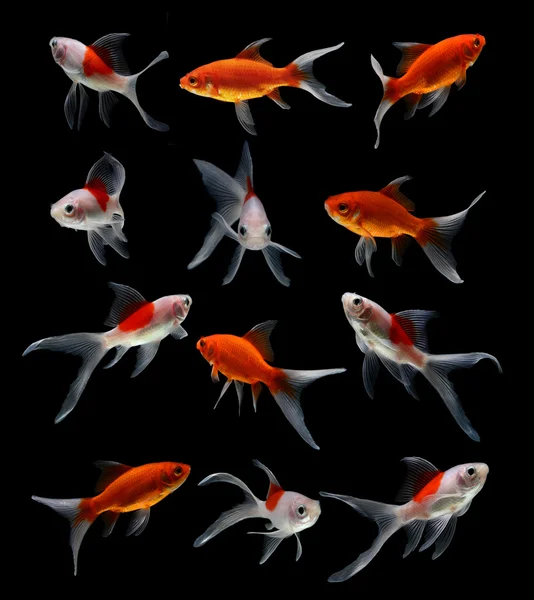 Набір золотої риби ізольовані на чорному фоні — стокове фото