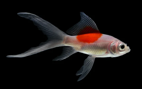 Peixe dourado Isolamento no fundo branco — Fotografia de Stock