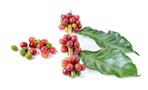 Chicchi di caffè isolati su sfondo bianco — Foto Stock