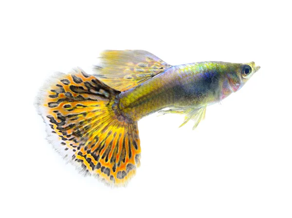 Mooie Guppy geïsoleerd op zwarte achtergrond — Stockfoto