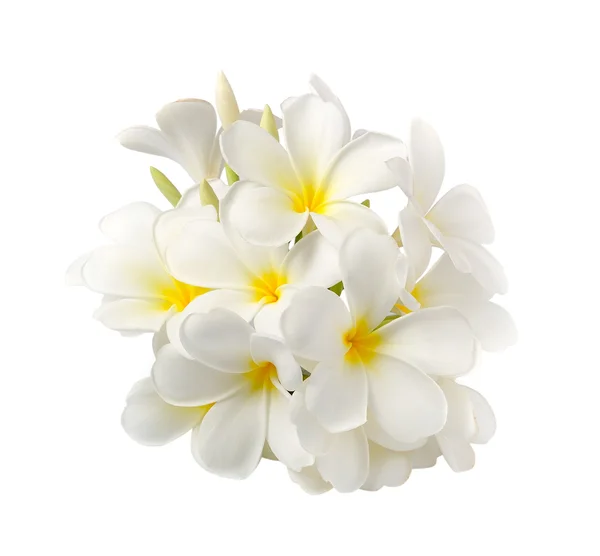 白の背景に白で隔離されるプルメリアの花 — ストック写真