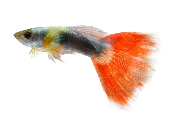 Red Guppy Isolated on Black Background — Stock Photo, Image