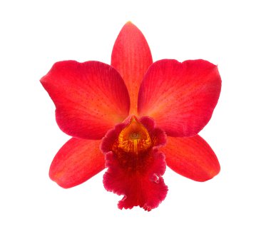 Beyaz arkaplanda izole edilmiş orkide çiçeği