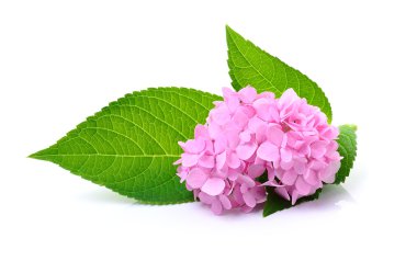 Ortanca çiçek beyaz arka plan üzerinde 