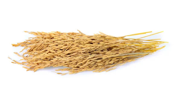 Paddy jasmijn rijst op witte achtergrond — Stockfoto