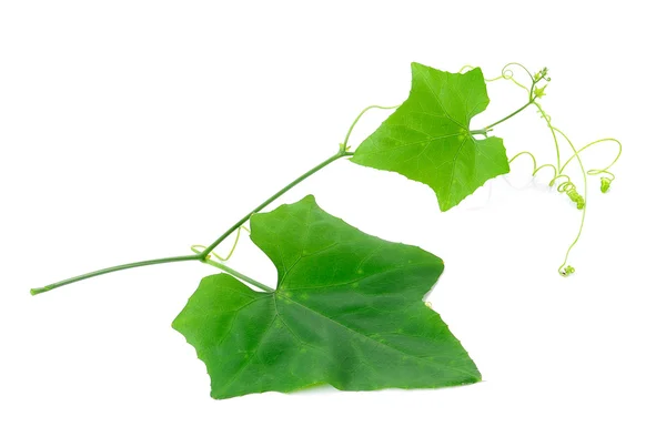 Ivy kalebass på whaite bakgrund — Stockfoto