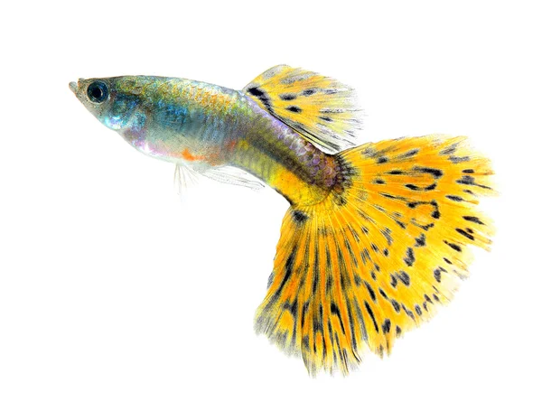 Beyaz arka plan üzerinde izole guppy balık — Stok fotoğraf