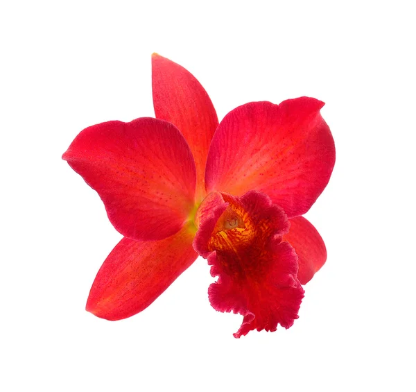 Fiore di orchidea isolato su sfondo bianco — Foto Stock