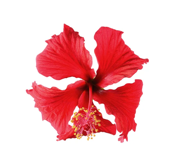 Red flower isolated on white backgrount — Stock Photo, Image