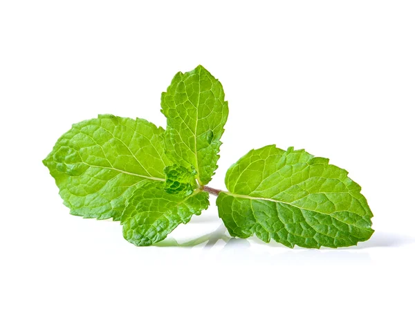 Mint leaf on white background — Stock Photo, Image