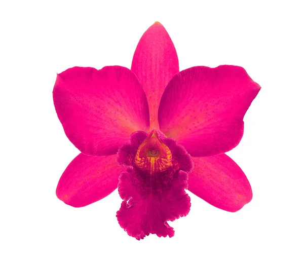 Orchid Flower isolated on white background — Stock Photo, Image