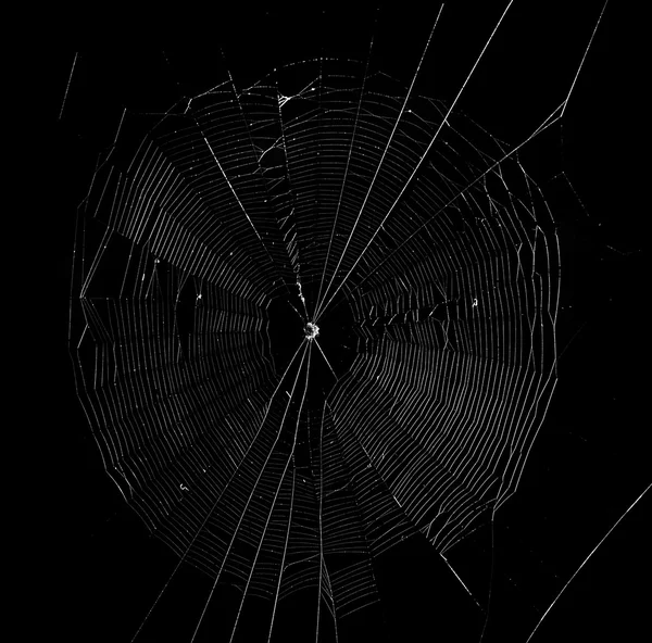 在黑暗背景下的蜘蛛网 — 图库照片