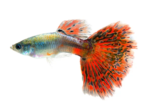 Peixe guppy isolado no fundo branco — Fotografia de Stock