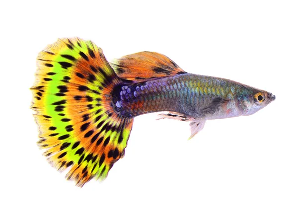 Guppy ryby izolovaných na bílém pozadí — Stock fotografie