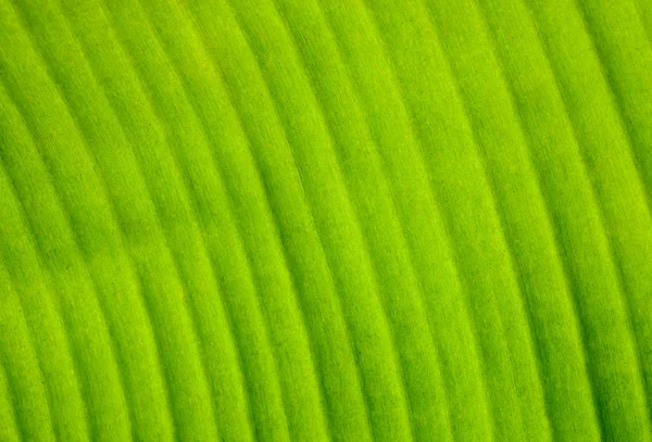Closeup of banana leaf texture — Stock Photo, Image