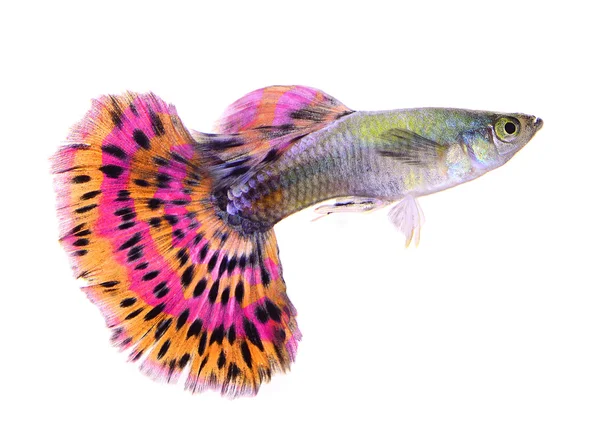 Guppy ryby izolovaných na bílém pozadí — Stock fotografie