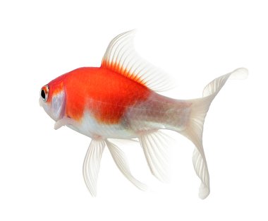 Beyaz arka planda izole edilmiş altın balık