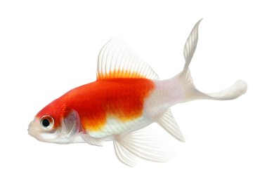 Beyaz arka planda izole edilmiş altın balık