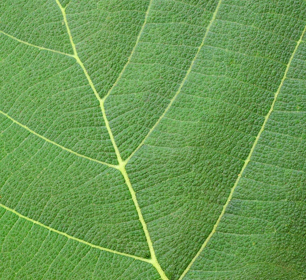 Textura de la hoja —  Fotos de Stock