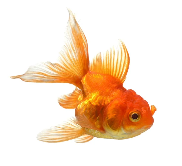 Gold fish isolated on white background — Stock Photo, Image