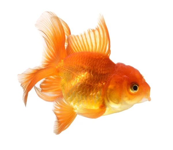 Gold fish isolated on white background — Stock Photo, Image