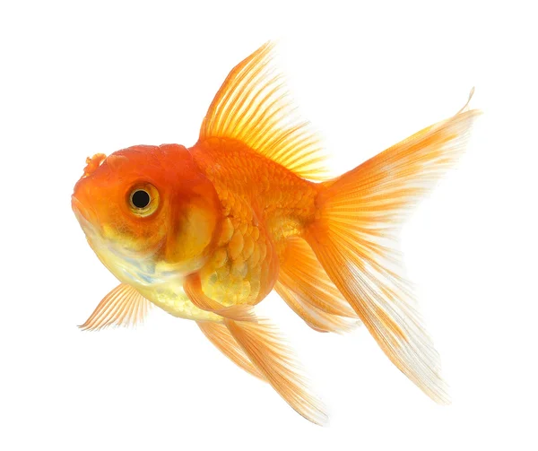 Gold fish isolated on white background — Stock Photo, Image