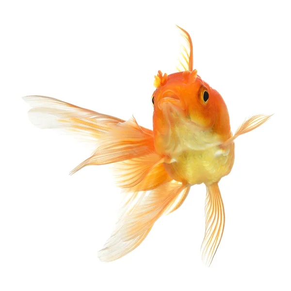 Gold fish isolated on white background — Stock Photo, Image