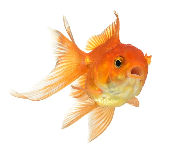 Peixe dourado isolado sobre fundo branco — Fotografia de Stock