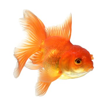 Beyaz arka planda izole edilmiş altın balık