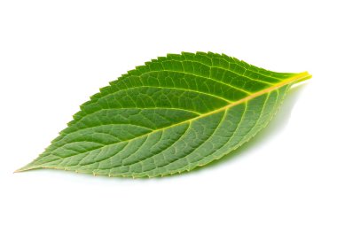 Beyaz arkaplanda yeşil yaprak