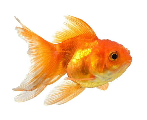 Gold fish isolated on white background — Stock Photo, Image