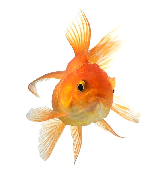 Peixe dourado isolado sobre fundo branco — Fotografia de Stock